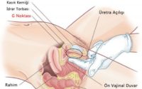 G noktası kadının zevk noktasıdır bilim adamlarının cevapları bursa tanışma sitemizde