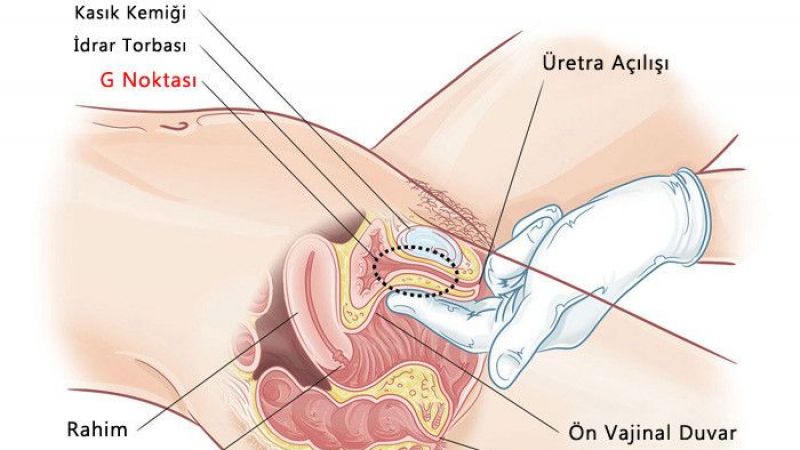 G noktası kadının zevk noktasıdır bilim adamlarının cevapları bursa tanışma sitemizde